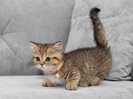 Minnoş kayboldu -Adana Seyhan